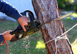Do You Think Performing Tree Removal Is Easy Job?